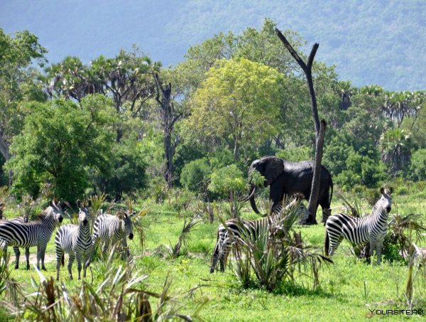 Национальный парк Джангл в Танзании