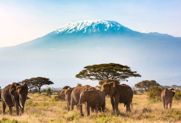 Парк Амбосели Кения