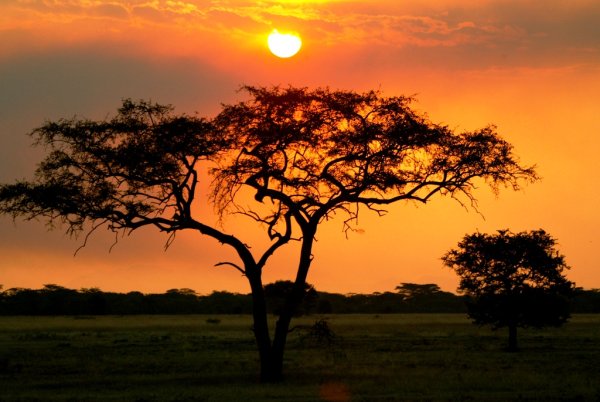 Нац парк Танзания Серенгети