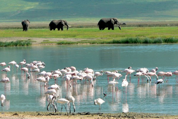 Заповедная зона Нгоронгоро Танзания