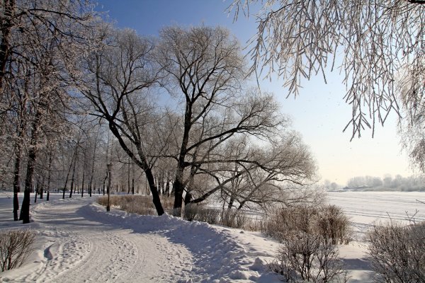 Зимние деревья в городе
