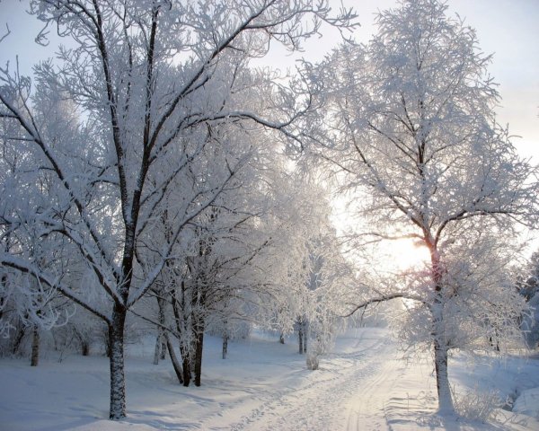 Деревья в инее солнце
