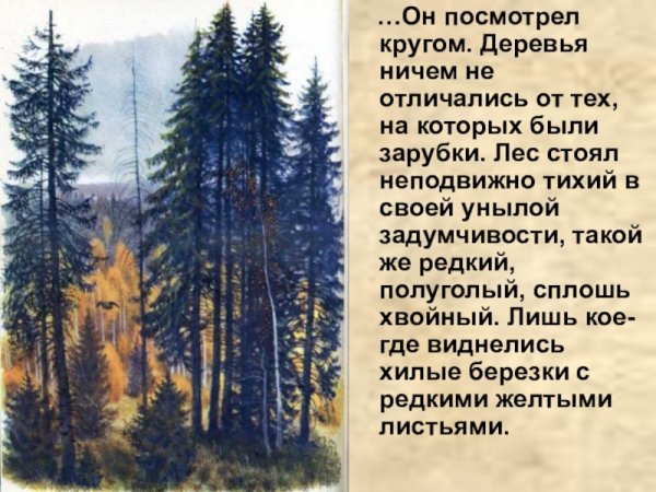 Сочинение на тему Тайга