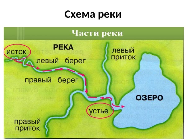Устье реки Исток приток окружающий мир