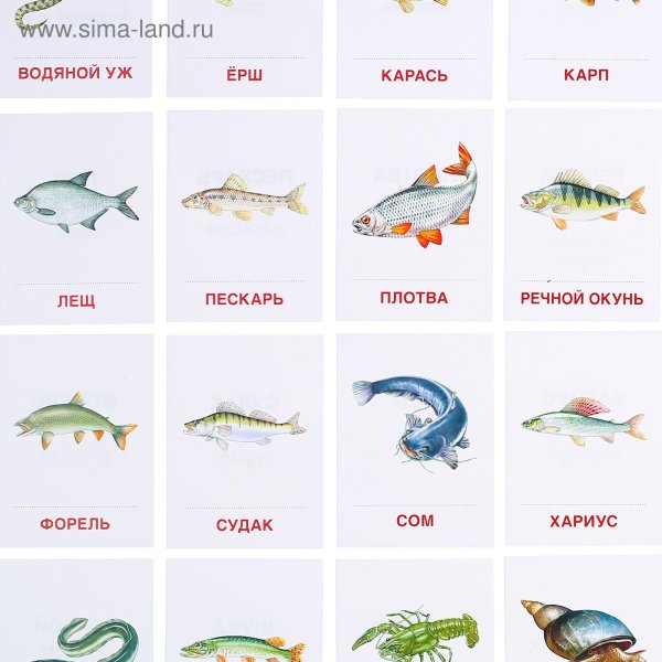 Карточки рыбы для детей
