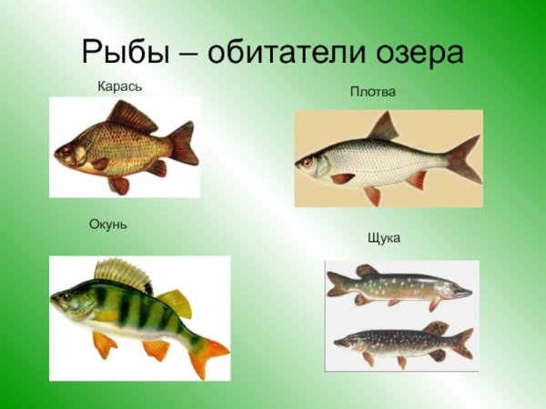 Озерные рыбы