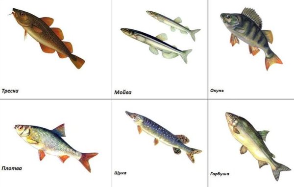 Карточки рыбы для детей