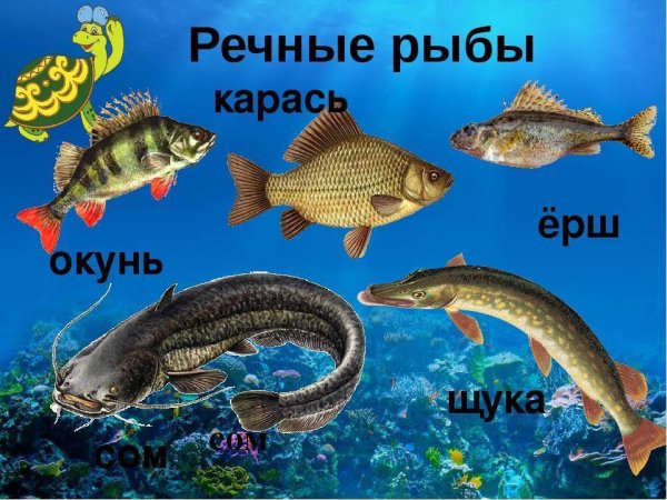 Рыбы Пресноводные и морские для детей
