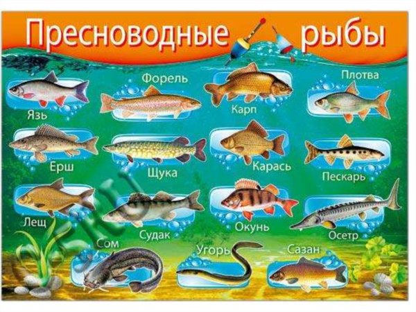 Речные рыбы названия для детей