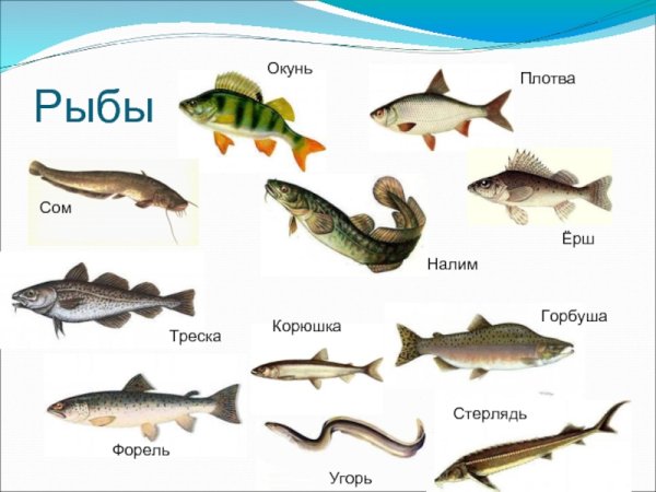 Речные рыбы названия