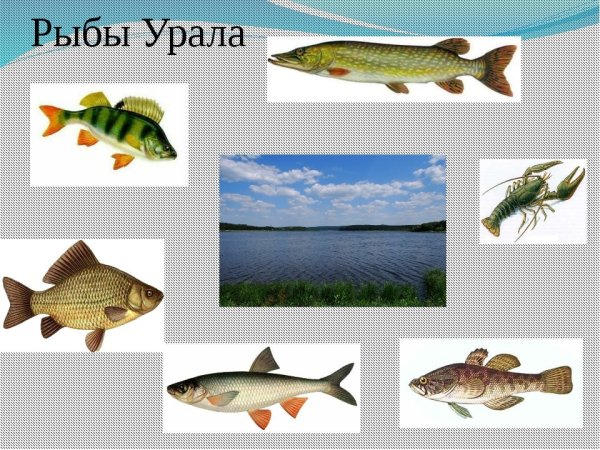 Рыбы реки Урал