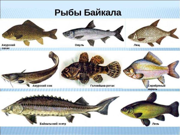 Рыба Байкала названия