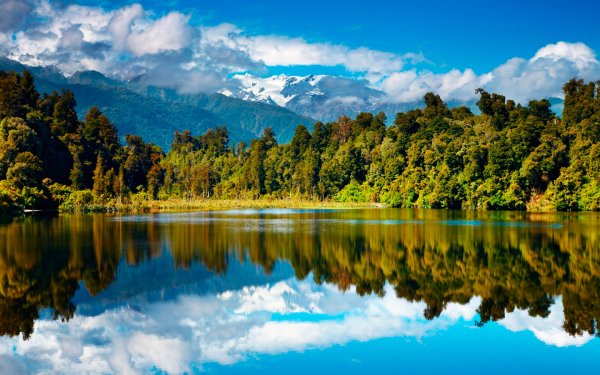 Новая Зеландия природа лес
