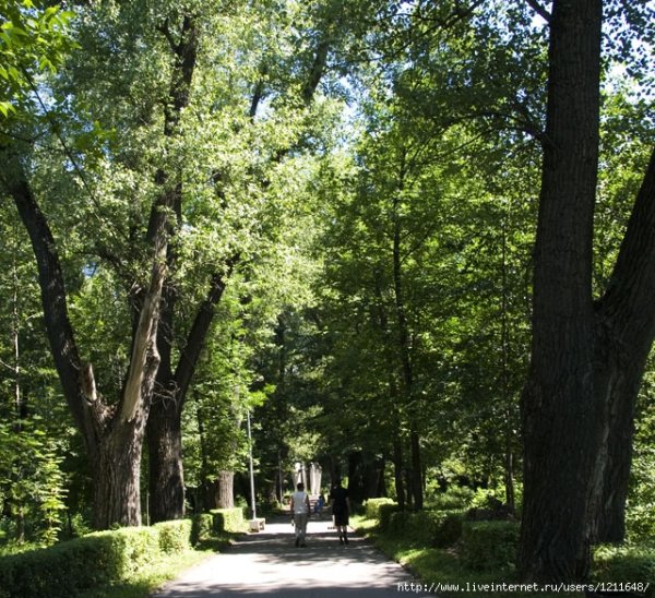 Липовая аллея Липецк Нижний парк