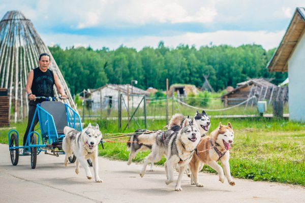 Боровск Этномир хаски