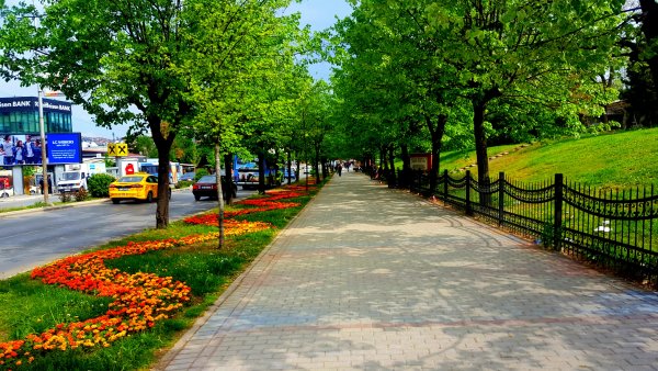 Платан сквер тротуар