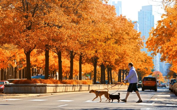 Осень в городе