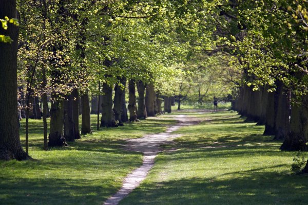 Риджентс-парк вечером