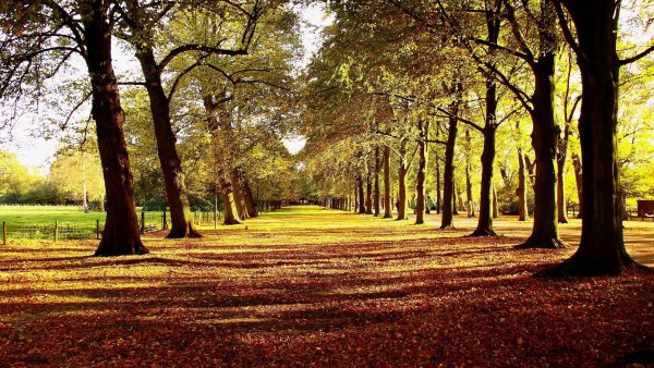 Красивая аллея в парке