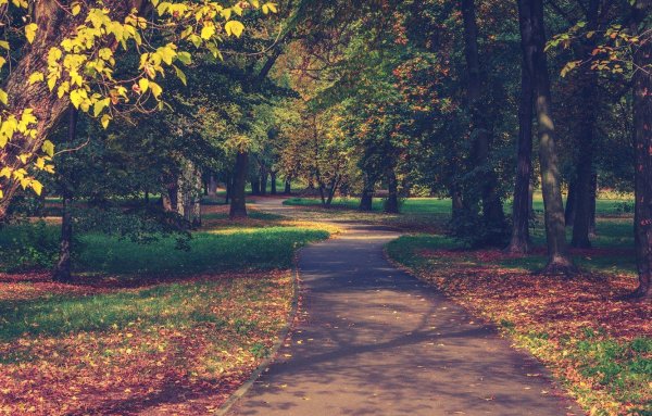 Осенняя аллея