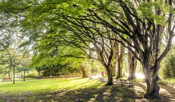 Красивые деревья в парке