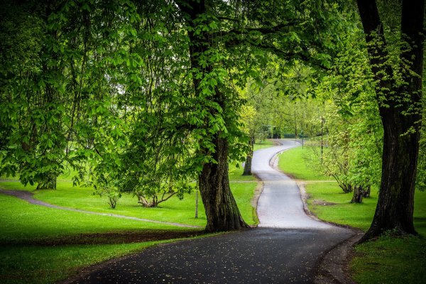 Красивый зеленый парк