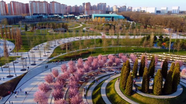 Слива Нигра парк Галицкого