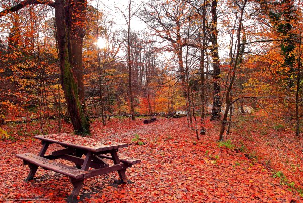 Осенний лес парк