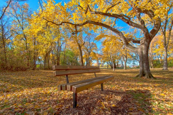 Осенний парк деревья