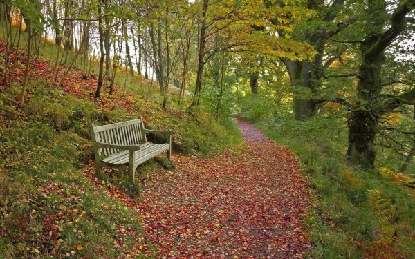 Лес парк осень Лавка