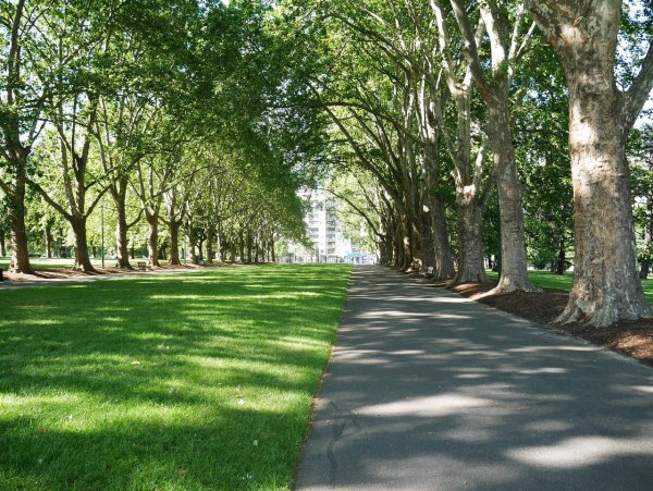 Великобритания парк сквер Green дерево