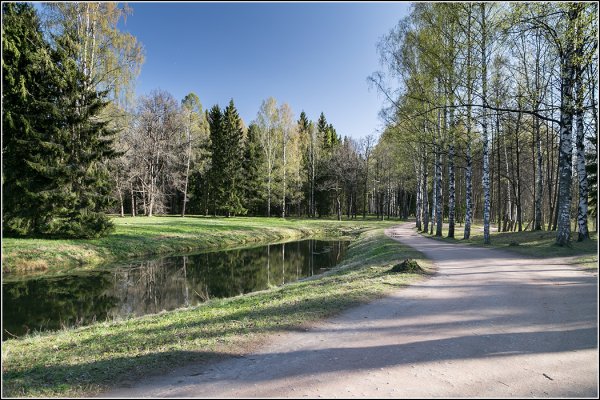 Березовая аллея Сокольники