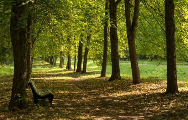 Туевая аллея в Измайловском парке