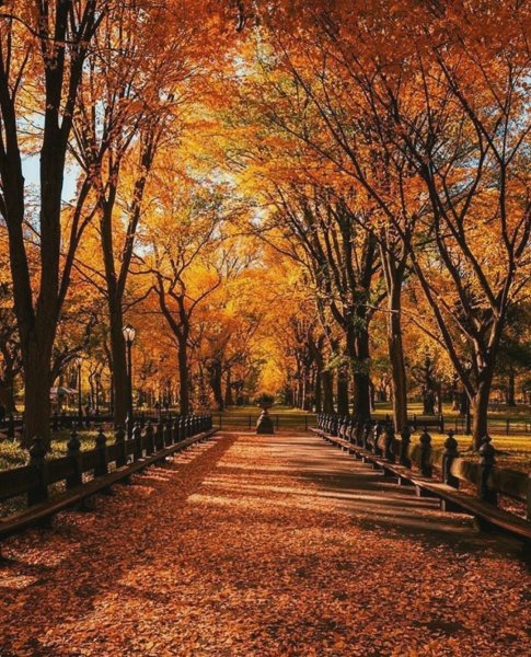 Золотая Кленовая аллея