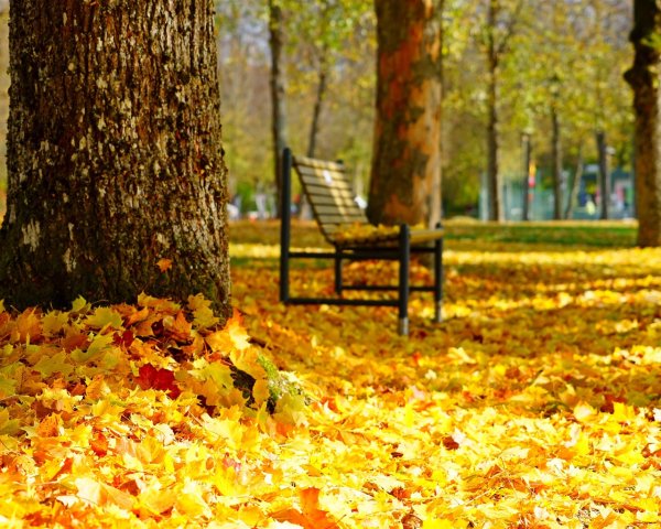 Осень в парке