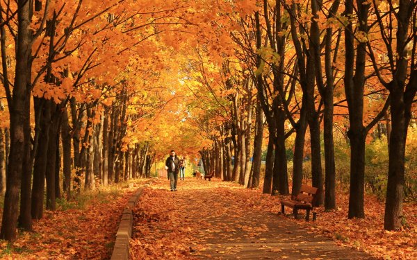 Золотая Кленовая аллея