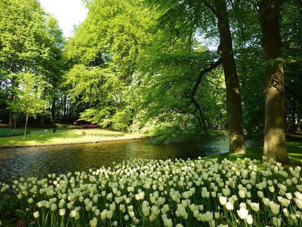 Кёкенхоф Нидерланды водоем