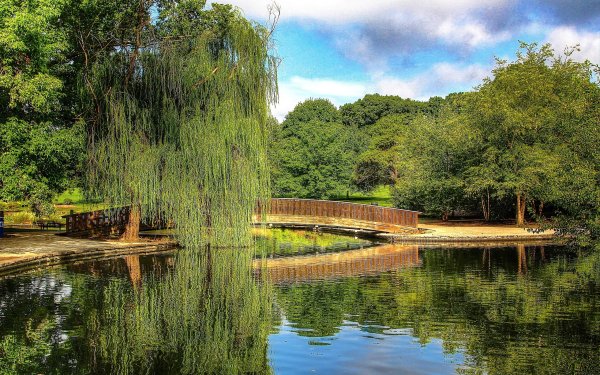 Плакучая Ива