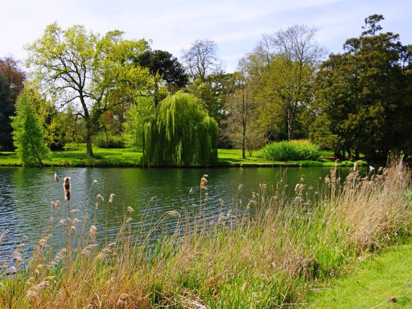 Ива Речная в Британии