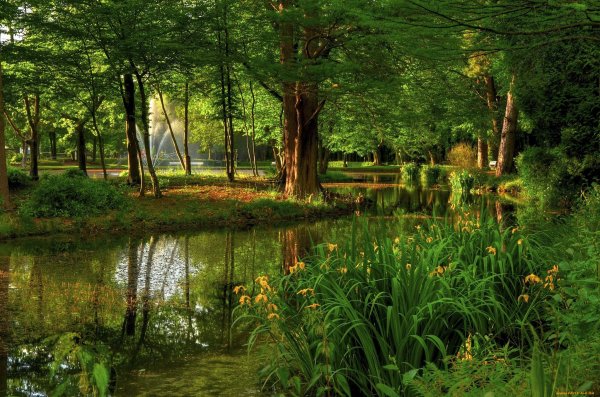 Природа пруд