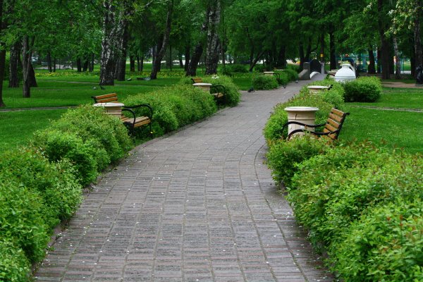 Озеленение парка Березовая аллея