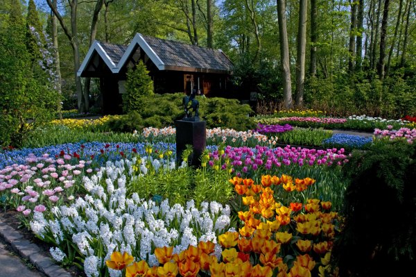 Нидерланды Кекенхоф парк тюльпанов