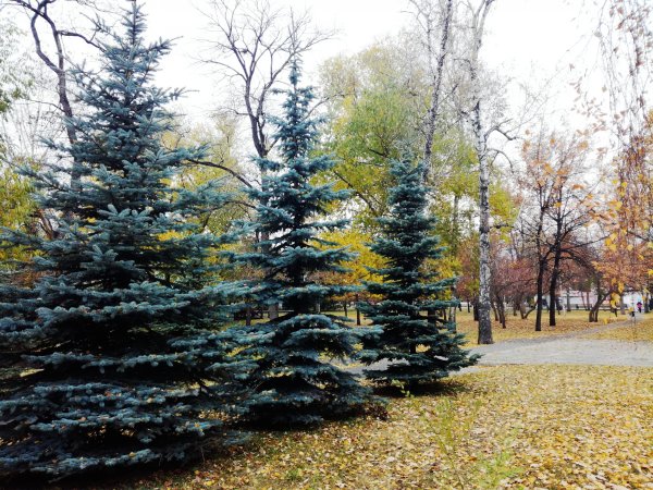 Ель колючая Сибирская