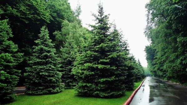 Пихта аллея