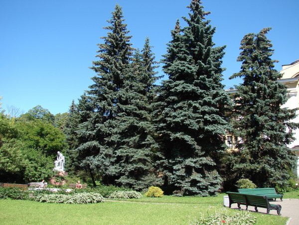 Ель колючая Сибирская