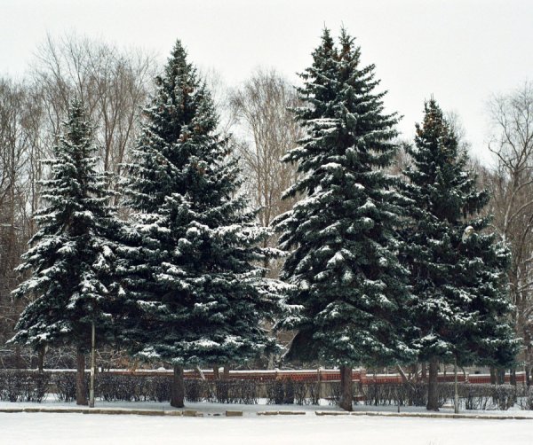 Москва парк Победы аллея голубых елей