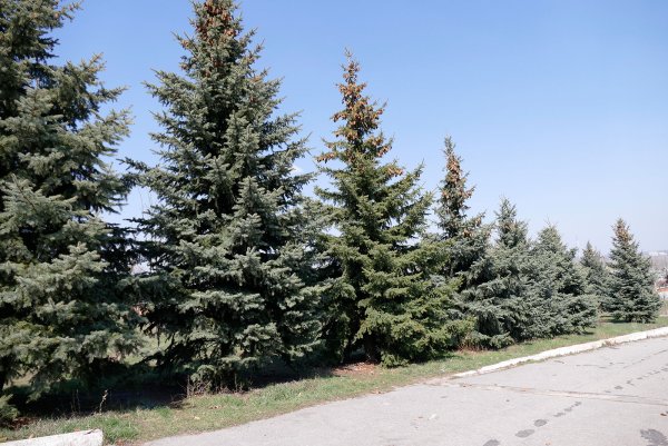 Пихта Сибирская аллея