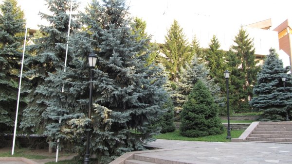 Аллея с елями в Алма-Ате