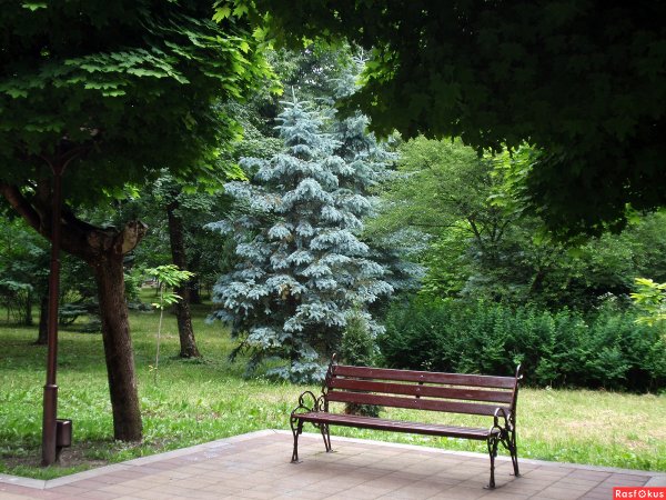 Аллея голубых елей в Нальчике