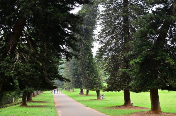 Парк Кисловодска - ель Бревера